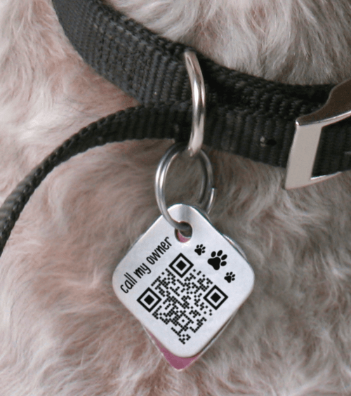 A small white dog wearing a dog tag with a QR Code including a customized frame